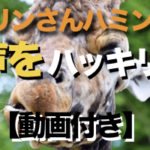 歌声をハッキリさせる練習方法をご紹介！キリンさんハミング【動画付き】