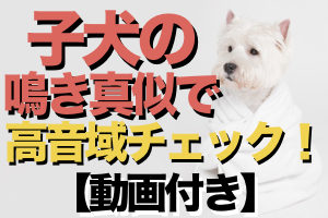 裏声で高い音を綺麗に出すトレーニングは子犬の鳴き真似！【動画付き】